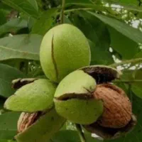 گردو زنی عالی