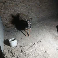 سگ ژرمن