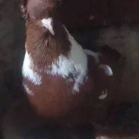 ککیلی قرمزی