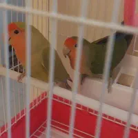 طوطی برزیلی جفت