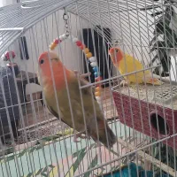 طوطی برزیل نر وماده