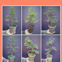 نارون سیجو ( بونسای )