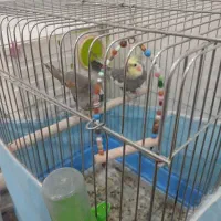 یک جفت عروس هلندی با قفس