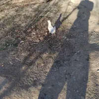 مرغ|حیوانات مزرعه|مبارکه, |دیوار