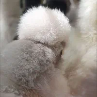 جوجه کاکلی جوجه مرغ