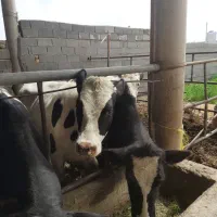 7راس گوساله ماده صنعتی