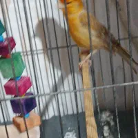 سلام قناری برا فروش