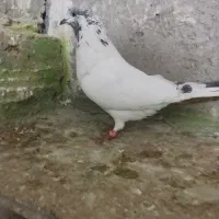 کبوتر گرفتی پرشی