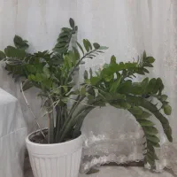 گل آپارتمانی
