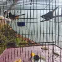 قفس پرنده|لوازم جانبی حیوانات|شیراز, درکی|دیوار