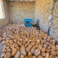 کدو  حلوایی