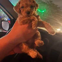 توی/تاینی پودل