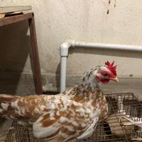 جوجه‌ جاپنیز