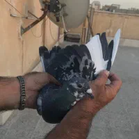 کفتر|پرنده|تهران, فلاح|دیوار