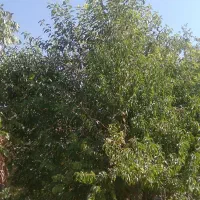راهنمایی ایده شغلی