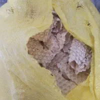 نون خشک تمیز