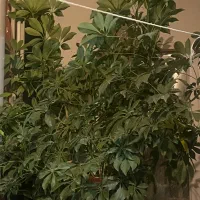 گلدان طبیعی شفلرای چتری