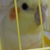 عروس هلندی گم شده طرف فلکه بانک ملی