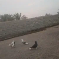 کبوتر اصفهانی