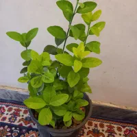 گل وگلدون|گل و گیاه طبیعی|بروجرد, |دیوار