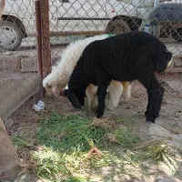 اهواز مسیر تصفیه شکر روستای دغاغله صفاک