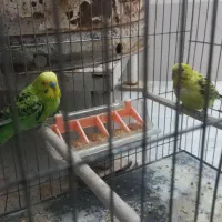 مرغ عشق|پرنده|قم, لسانی|دیوار