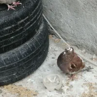 فوری فوری تا فردا دوتاش 250|پرنده|یاسوج, |دیوار