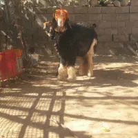 میش قوچ بره ماده ترکی اصل|حیوانات مزرعه|کوهرنگ, |دیوار