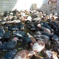 بوقلمون برونز و بوربون|حیوانات مزرعه|شیراز, داریون|دیوار