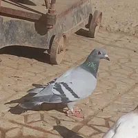 سبز ماده مسافتی آلمانی