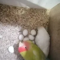 طوطی برزیلی نر و ماده|پرنده|رشت, کوی مهر|دیوار