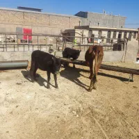 گاو.بادوتا گوساله|حیوانات مزرعه|قم, علی آباد سعدگان|دیوار
