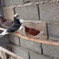 کبوتر|پرنده|سیرجان, |دیوار