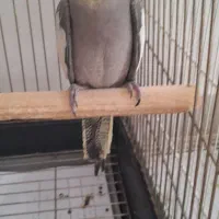 عروس هلندی ۴ماهه دستی|پرنده|بجنورد, |دیوار