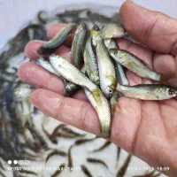 ماهی و خوراک پلت