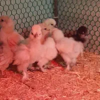 سیلکی ابریشمی|حیوانات مزرعه|شیراز, کرونی(خاتونک)|دیوار