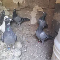 سه جفت جوجه آلمانی