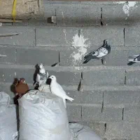 رنگ دمبی تهرانی|پرنده|چگنی, |دیوار