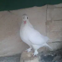 یک جفت کفر زیبا و پا پری  به فروش می رسد