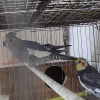 طوطی عروس هلندی