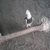 کبوتر طوقی و کله دم بور