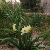 فروش خانه باغ|فروش آپارتمان|شیراز, شهرک پرواز|دیوار