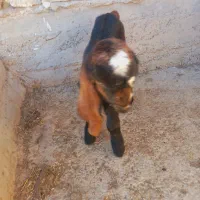 چبش ماده وکره|حیوانات مزرعه|مرودشت, ولایت|دیوار