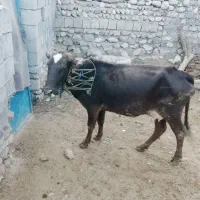 گاو با گوساله ماده