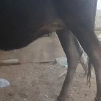 گاوابستن۶ماه|حیوانات مزرعه|قلعه قاضی, |دیوار