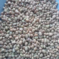 فروش لوبیا آشی   بوره دانه ریزه