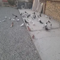 کبوتر|پرنده|گلستان (تهران), |دیوار