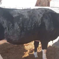 گاویاتلیسه نزدیک به زایمان