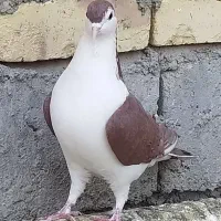 کبوتر ساده سرخ، چپ، کله ای