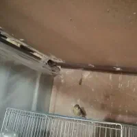 قناری شلاقی درجه 1|پرنده|ابریشم, |دیوار